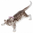 Кот Кот