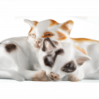 Пара Котят Пара Котят